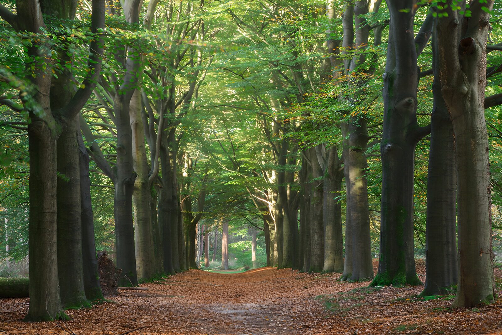 CW3444704: Rustige laan omringd door bomen