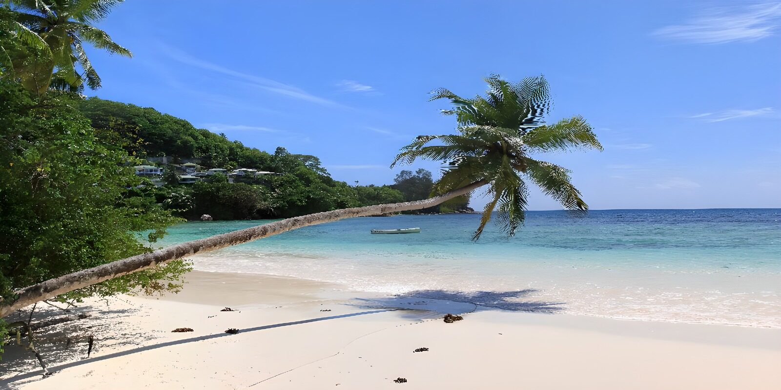CW6042445: Tropisch strand met wuivende palmbomen
