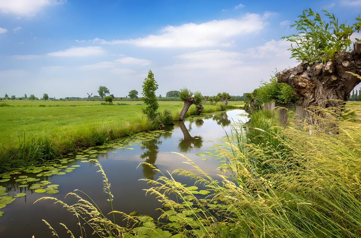 Rustige beek omringd door groen landschap