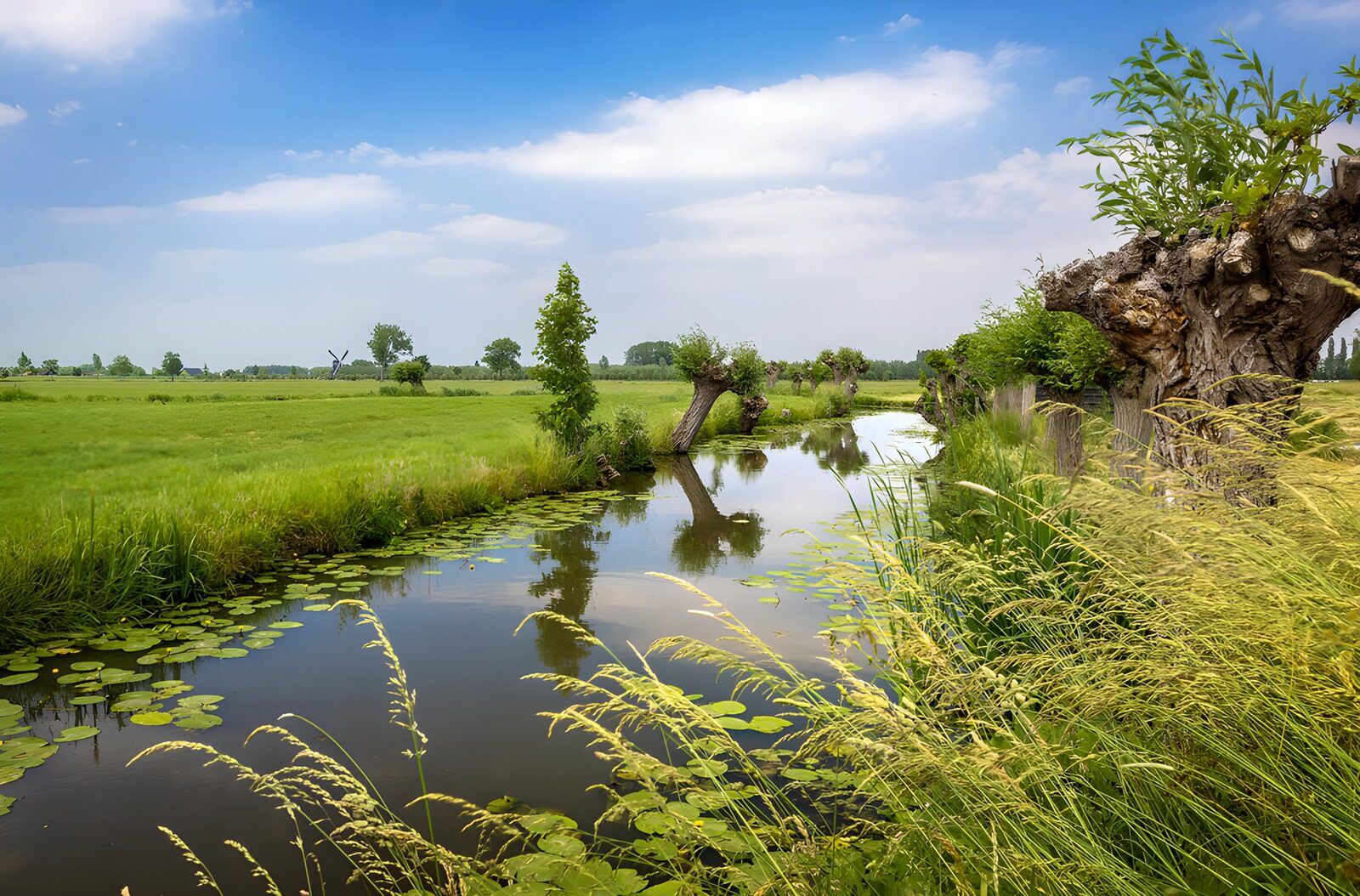 CW2474116: Rustige beek omringd door groen landschap