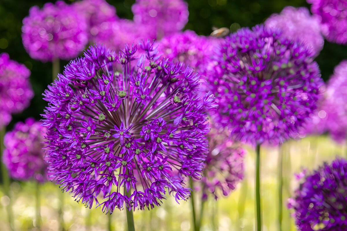 Prachtige paarse allium bloemen