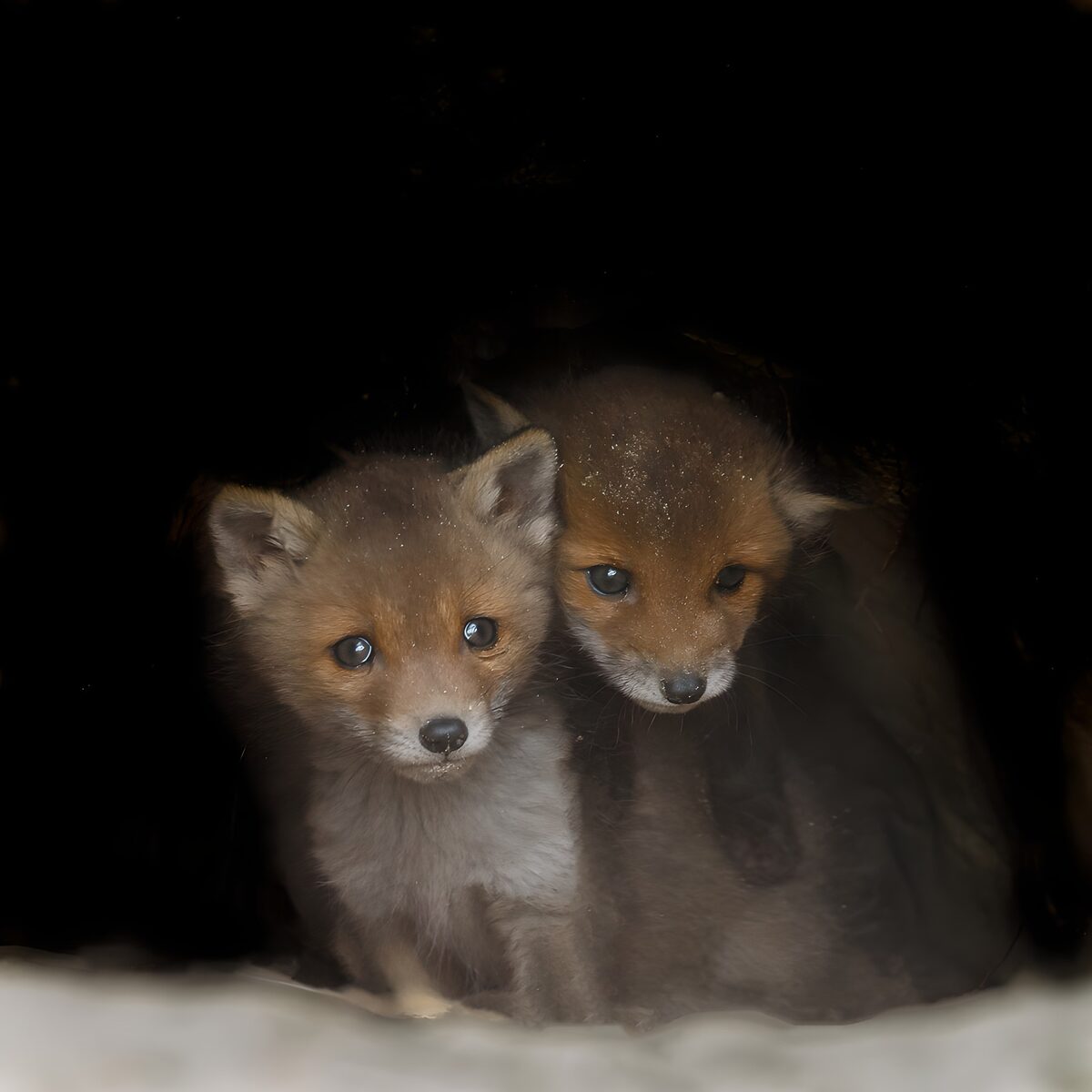 Schattige vosjes in hun hol