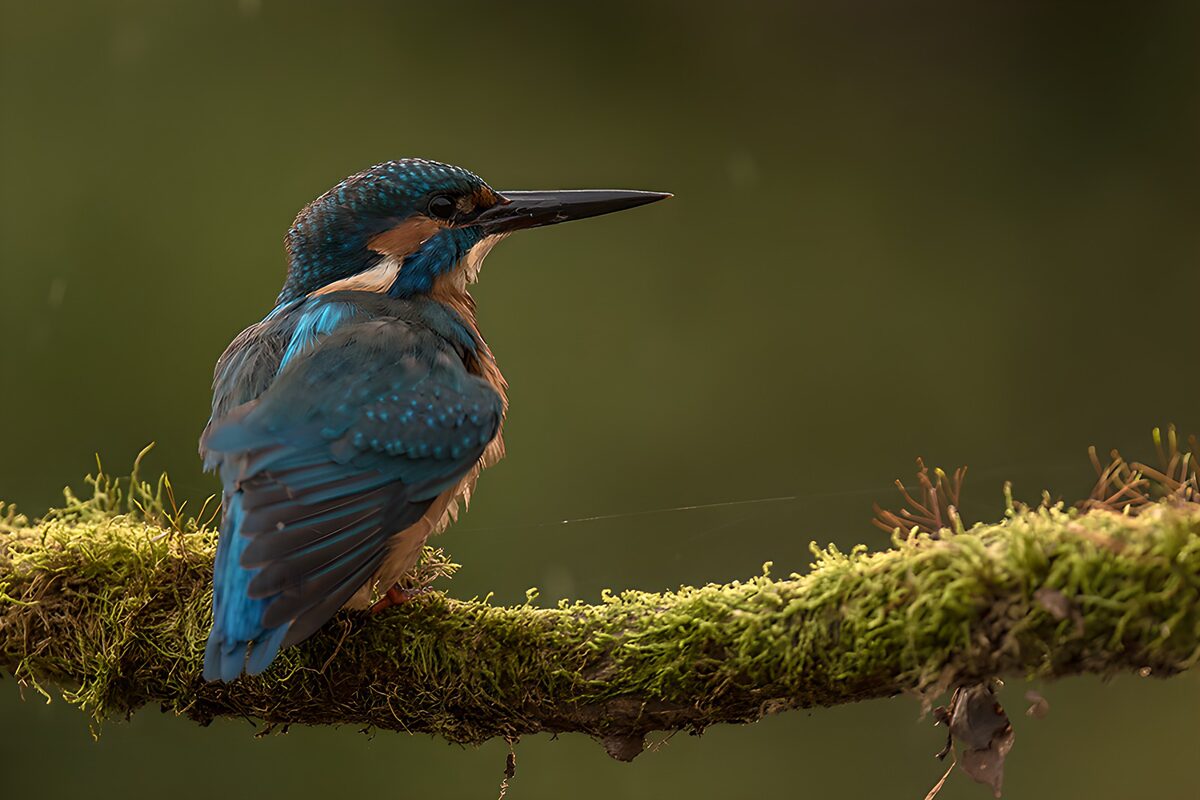 Zeldzame ijsvogel op een tak