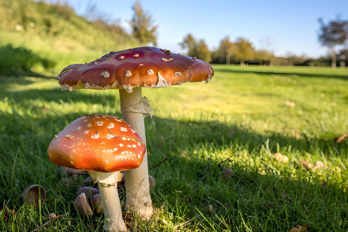 Mooie Roodborstselderij Paddenstoelen