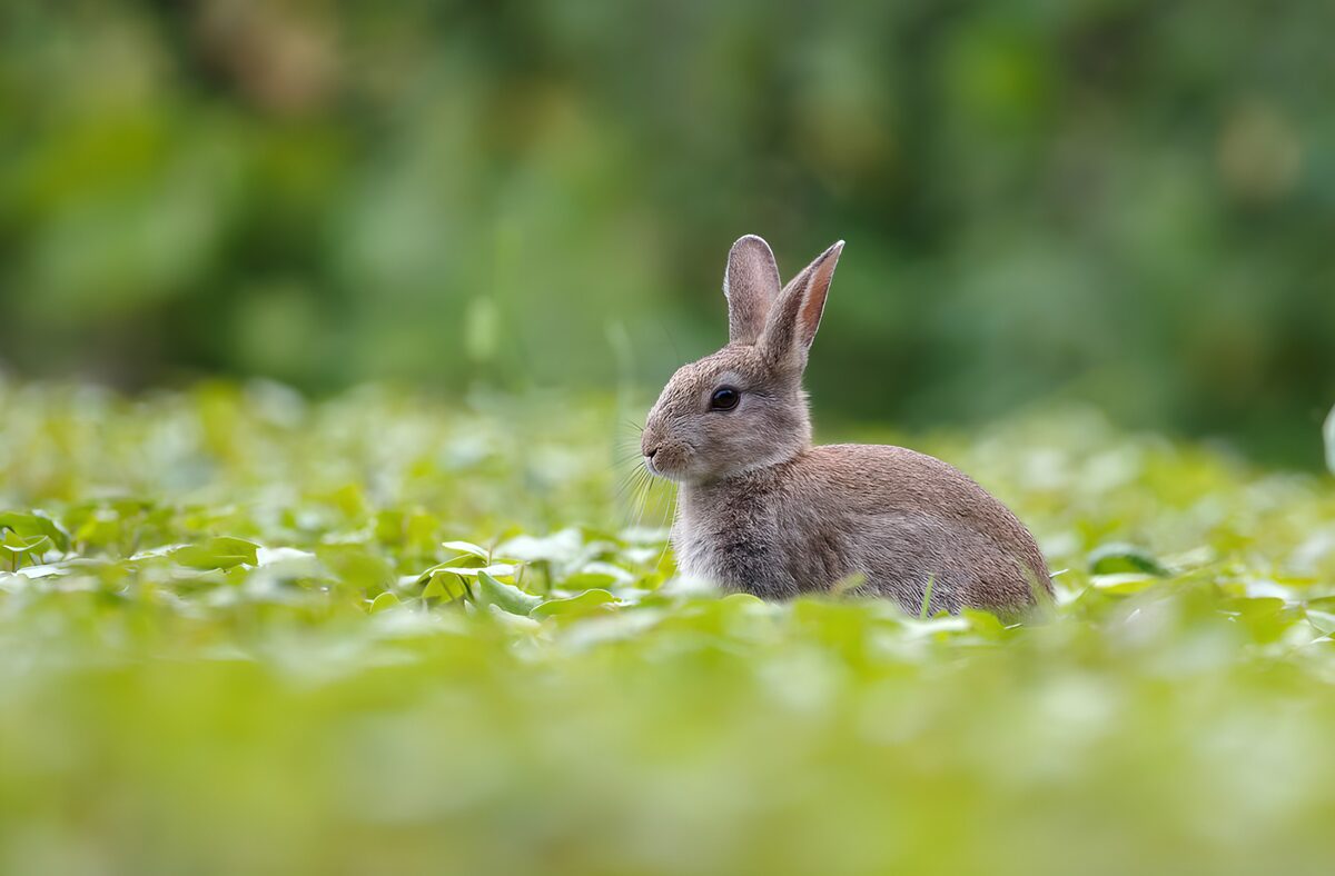 Schattig konijn tussen het groen