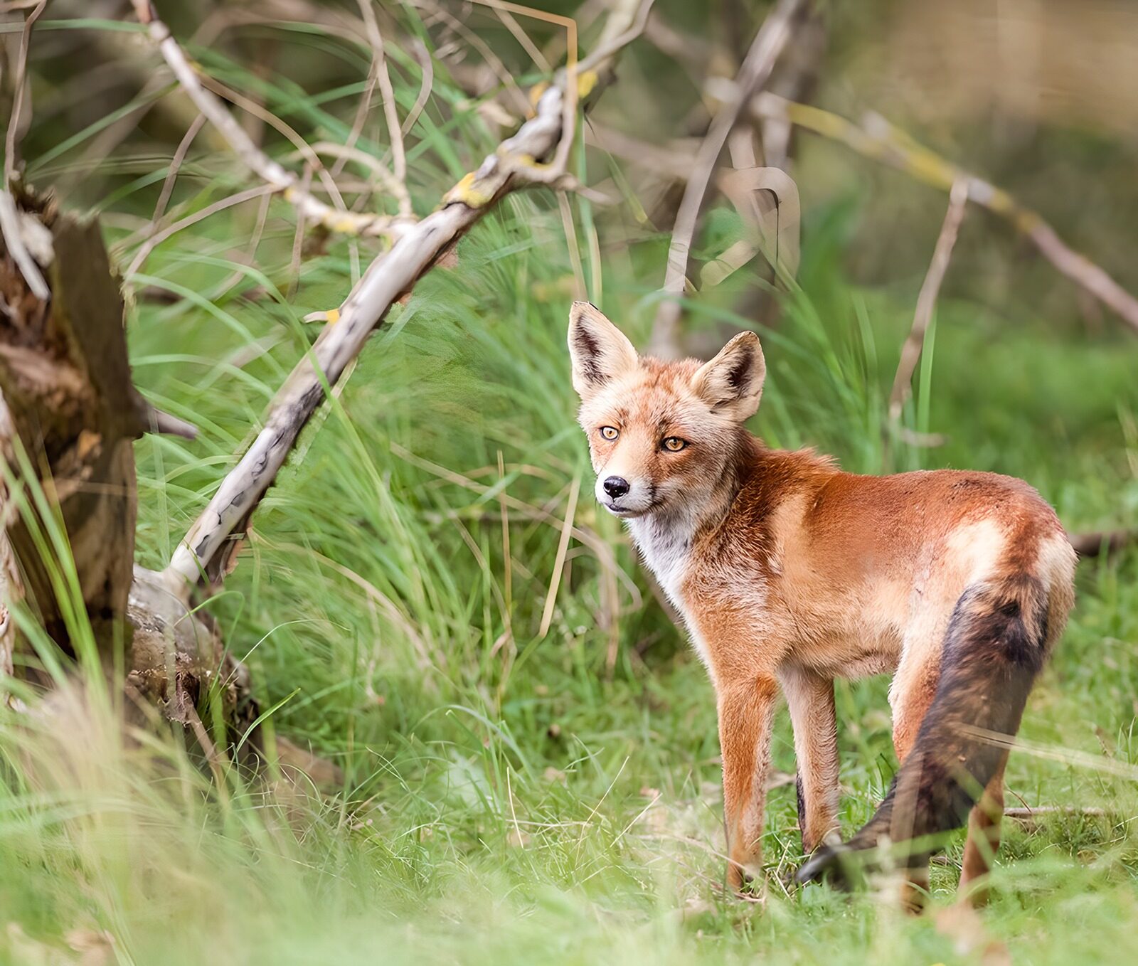CW9685103: Slimme vos in zijn natuurlijke habitat