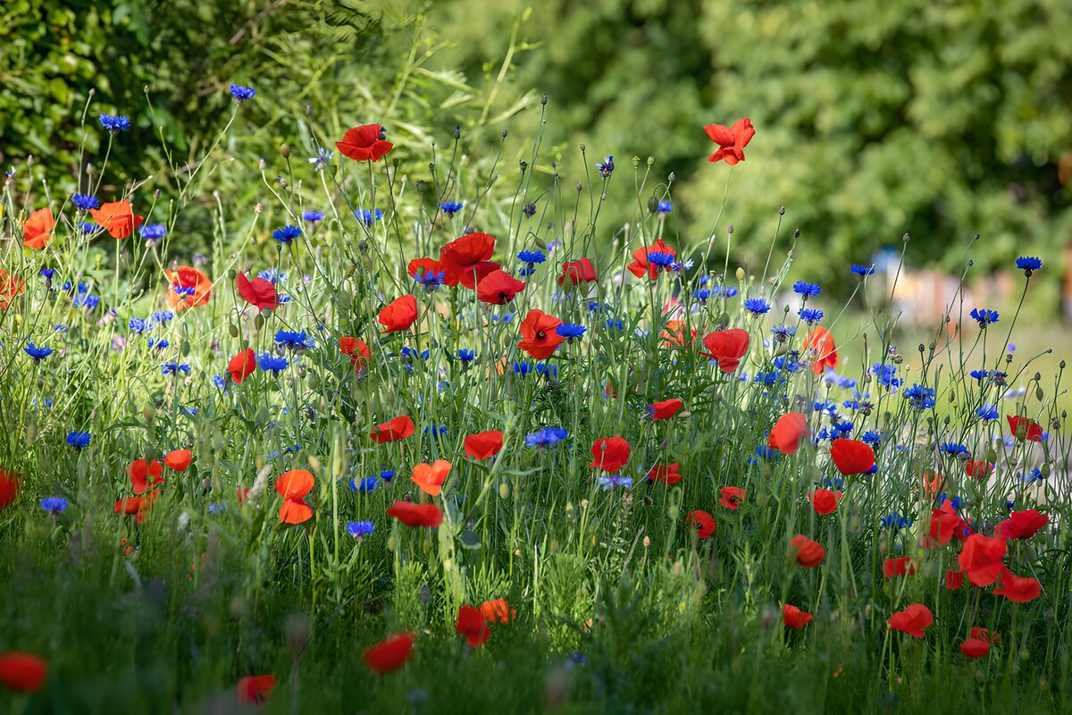 Poppies en korenbloemen in bloei