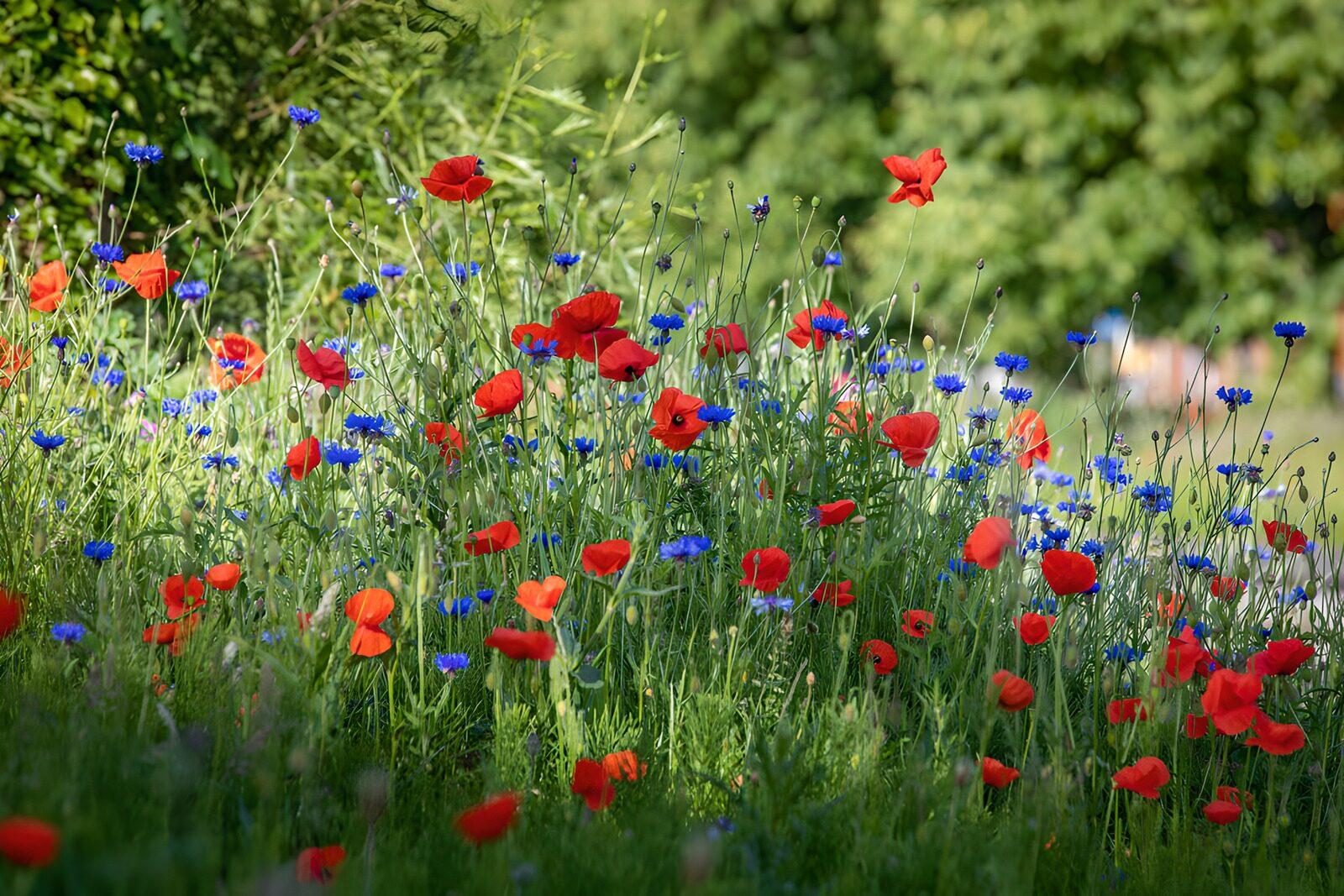 CW6751445: Poppies en korenbloemen in bloei