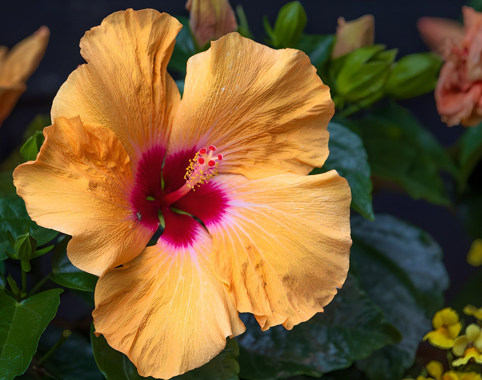 CW1820937: Oranje hibiscus met felroze hart