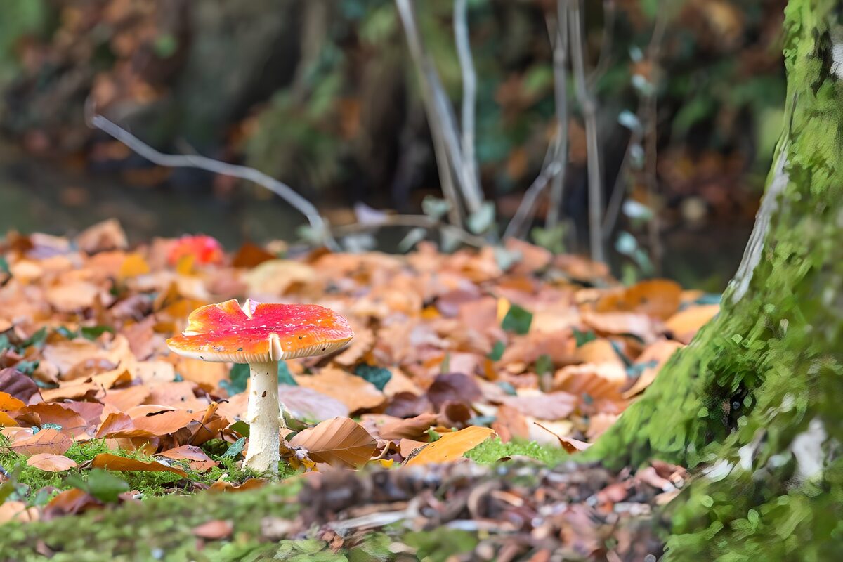Vederachtige paddenstoel in herfstdecor