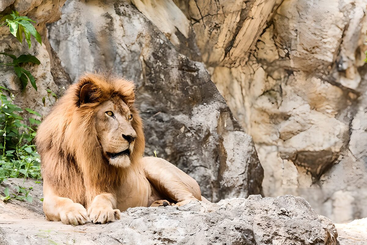 Majestueuze leeuw op rots