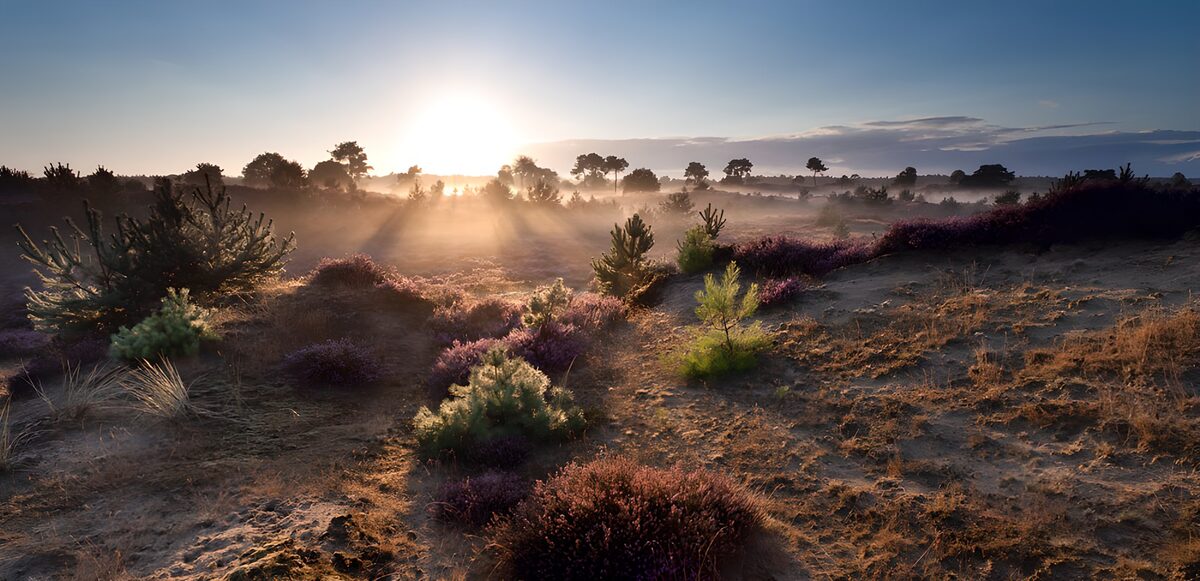 Zonsopgang boven de paarse heide