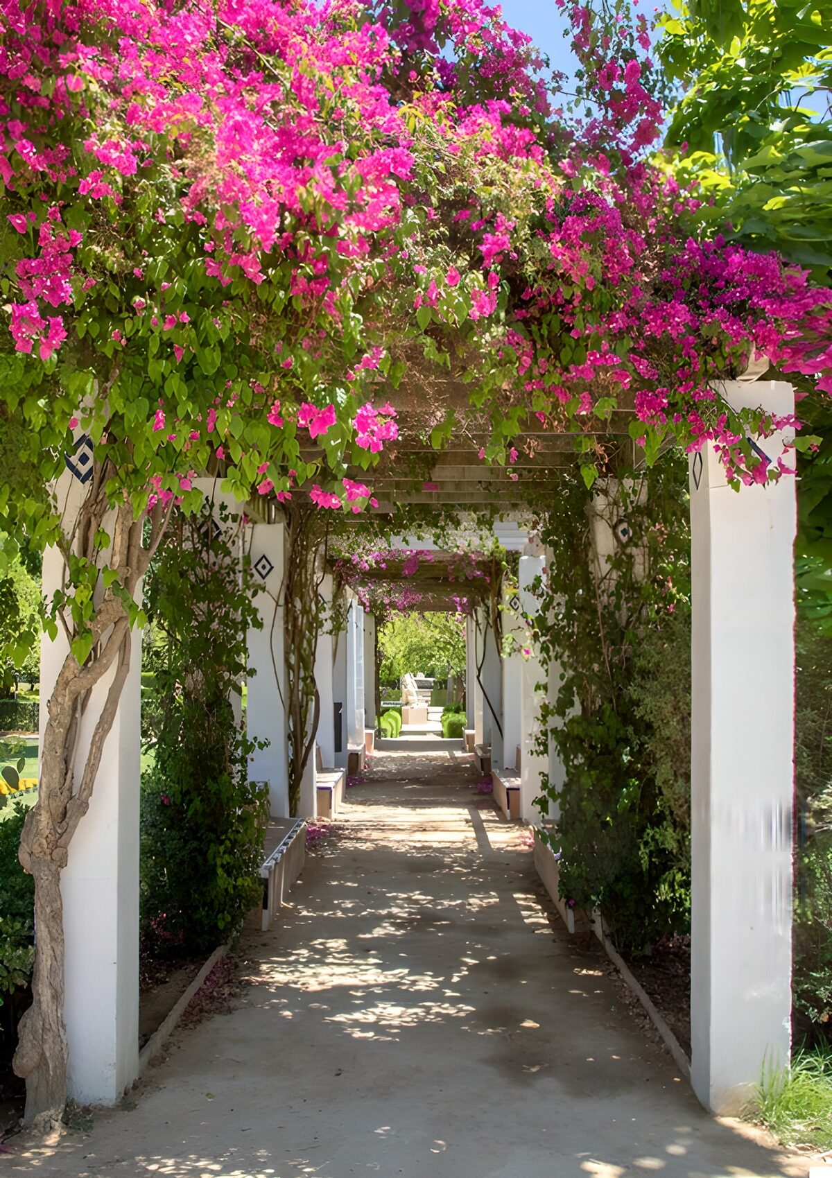 Prachtig bloeiende pergola in de tuin