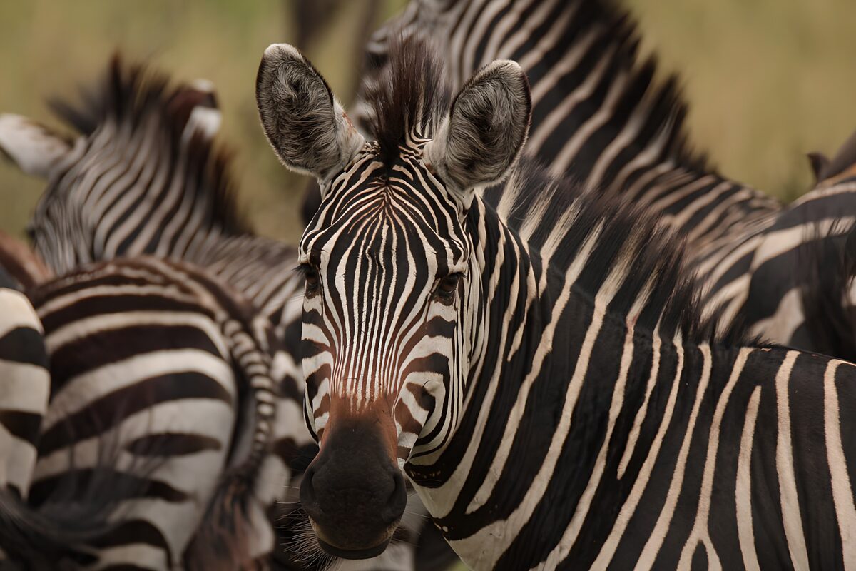 Alleenstaande zebra in de natuur