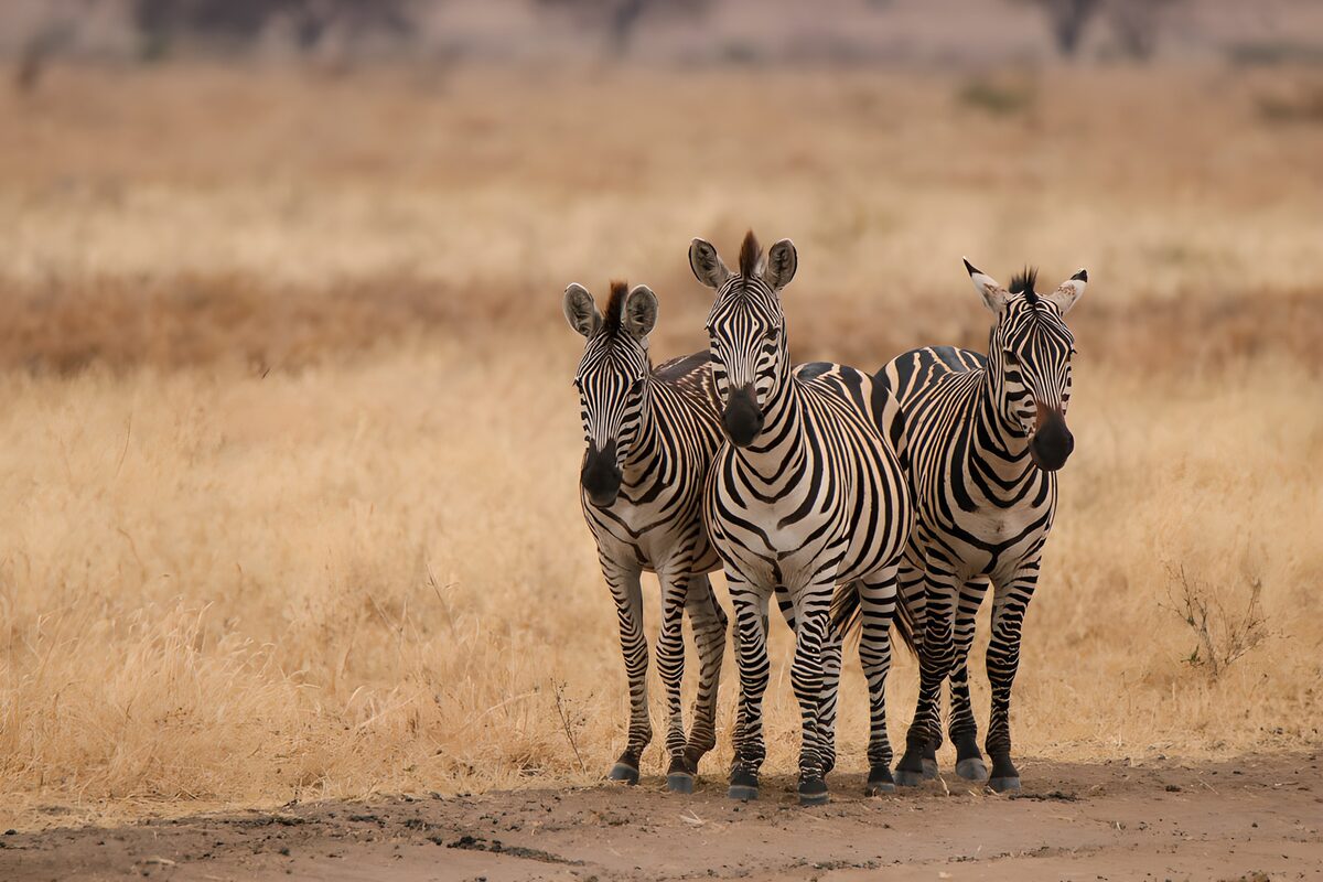 Drie zebra's in de savanne