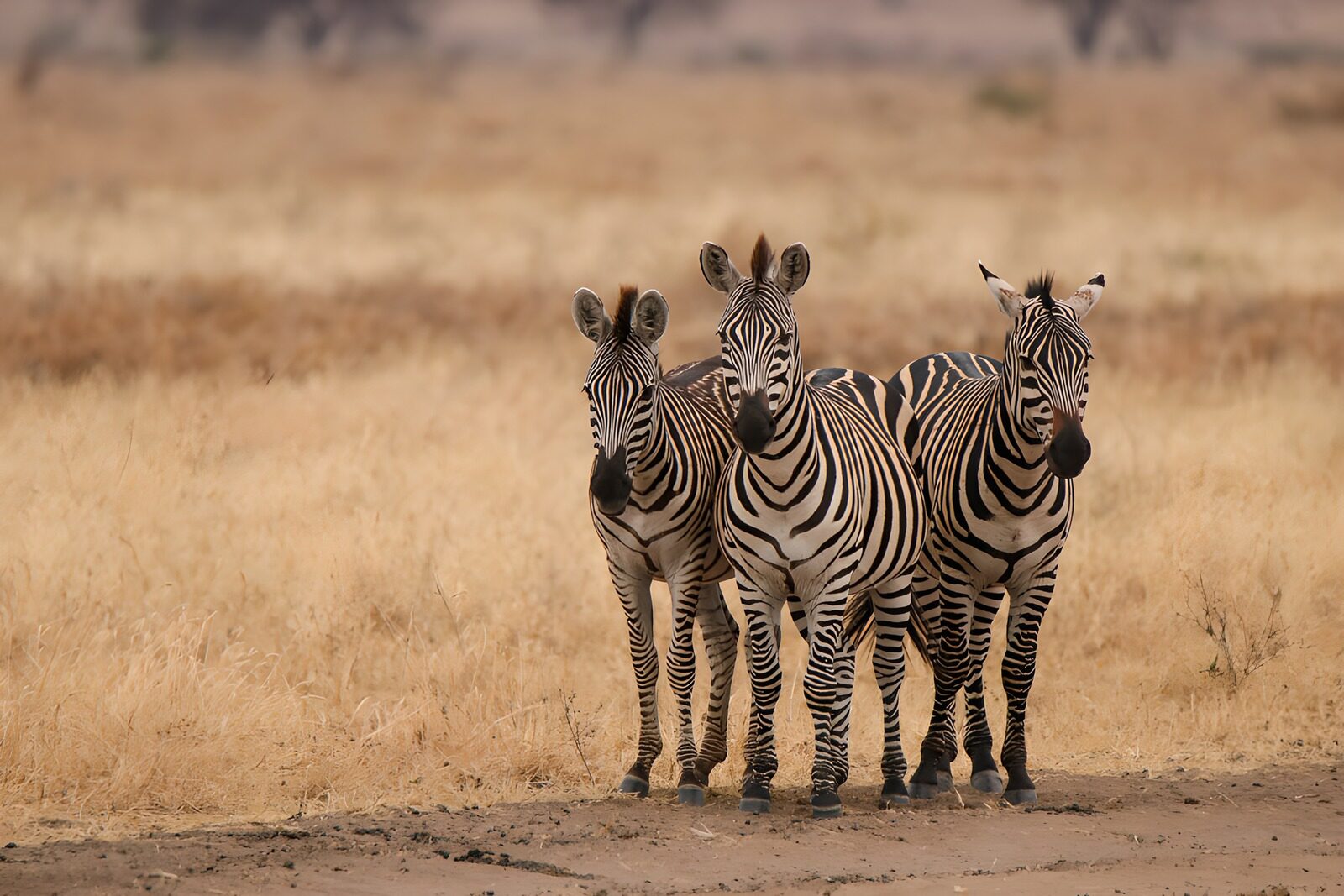 CW9003528: Drie zebra's in de savanne