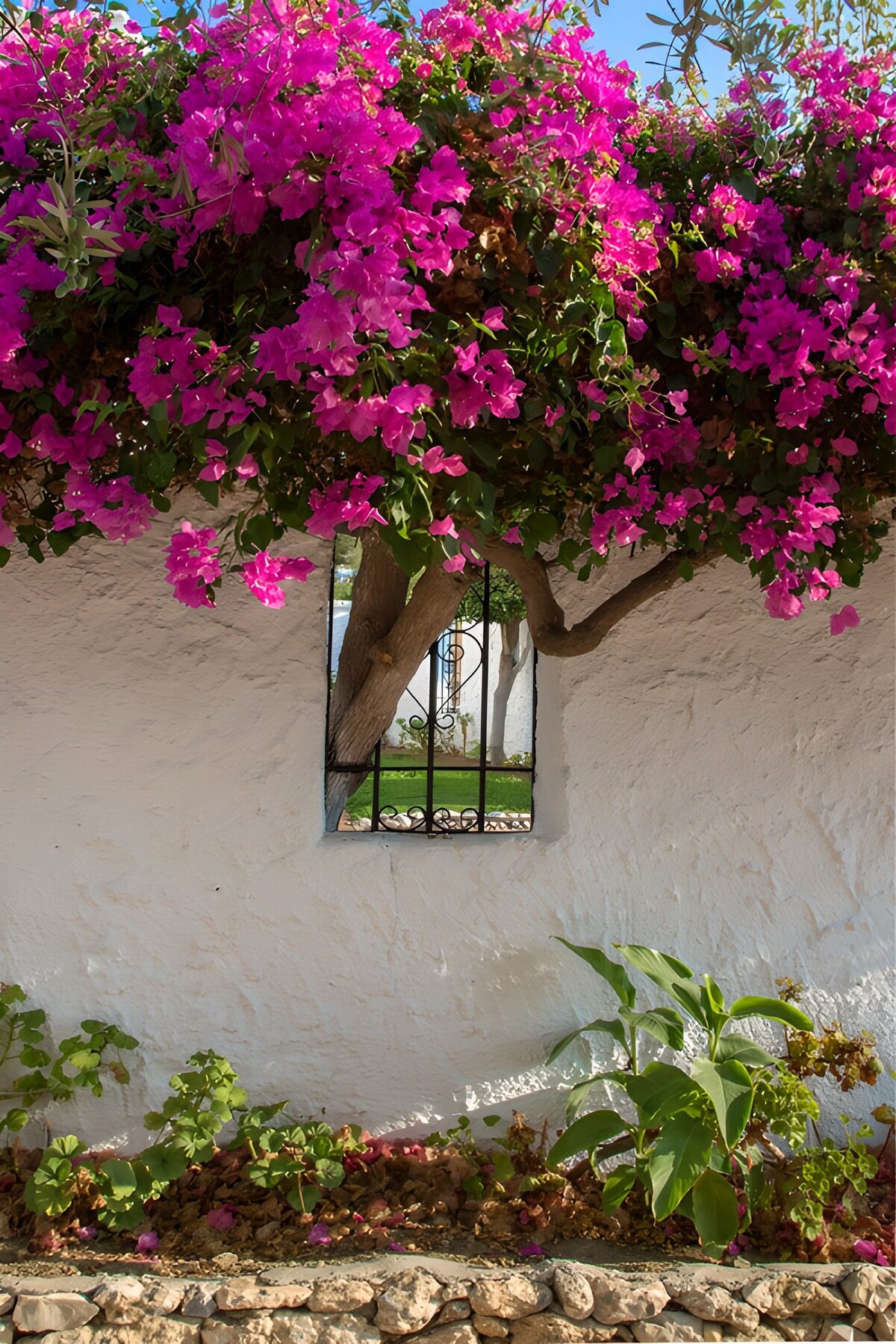 Bloeiende Bougainvillea bij Muur