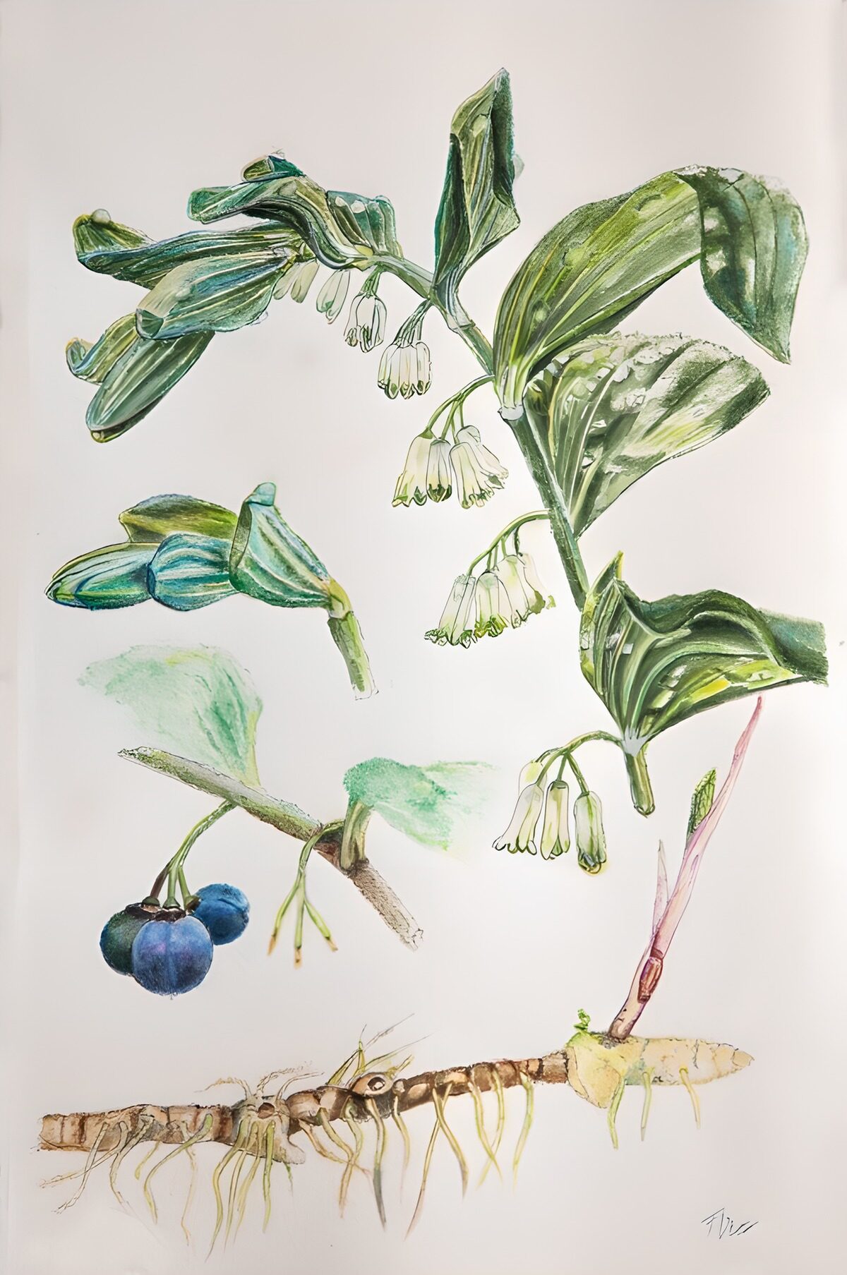 Botanische Illustratie van een Plant