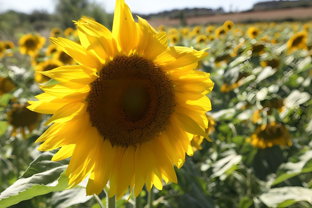 Zonnekruid in volle bloei