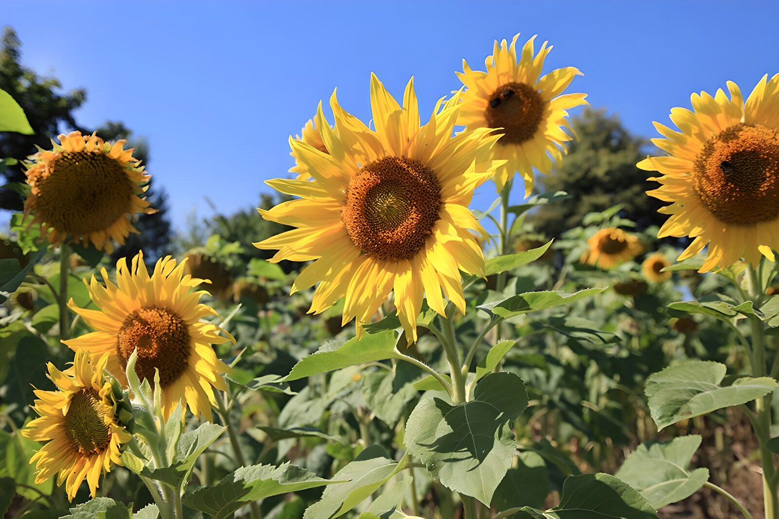 CW3329681: Stralende Zonnebloemen in de Zomer