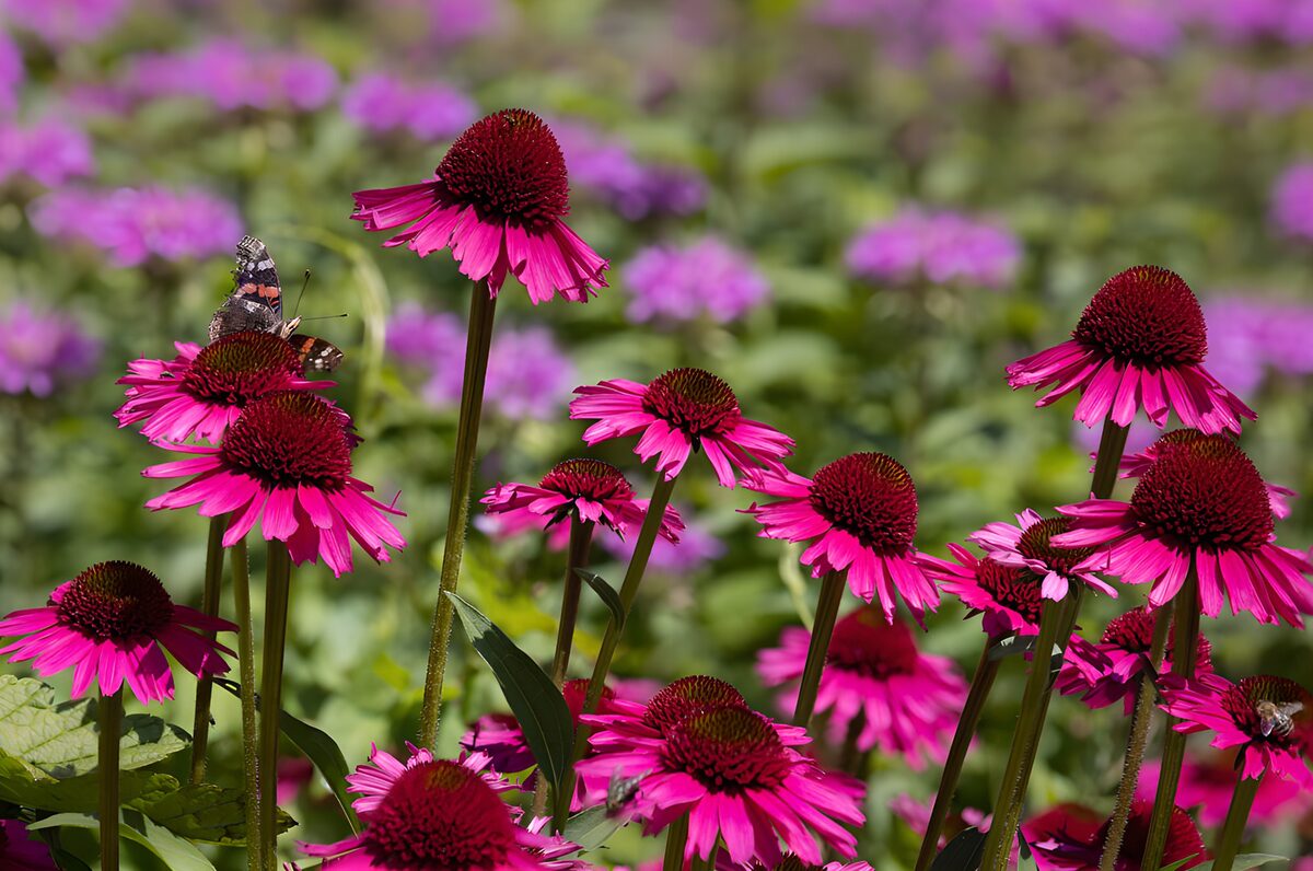 Kleurrijke bloemen met vlinder