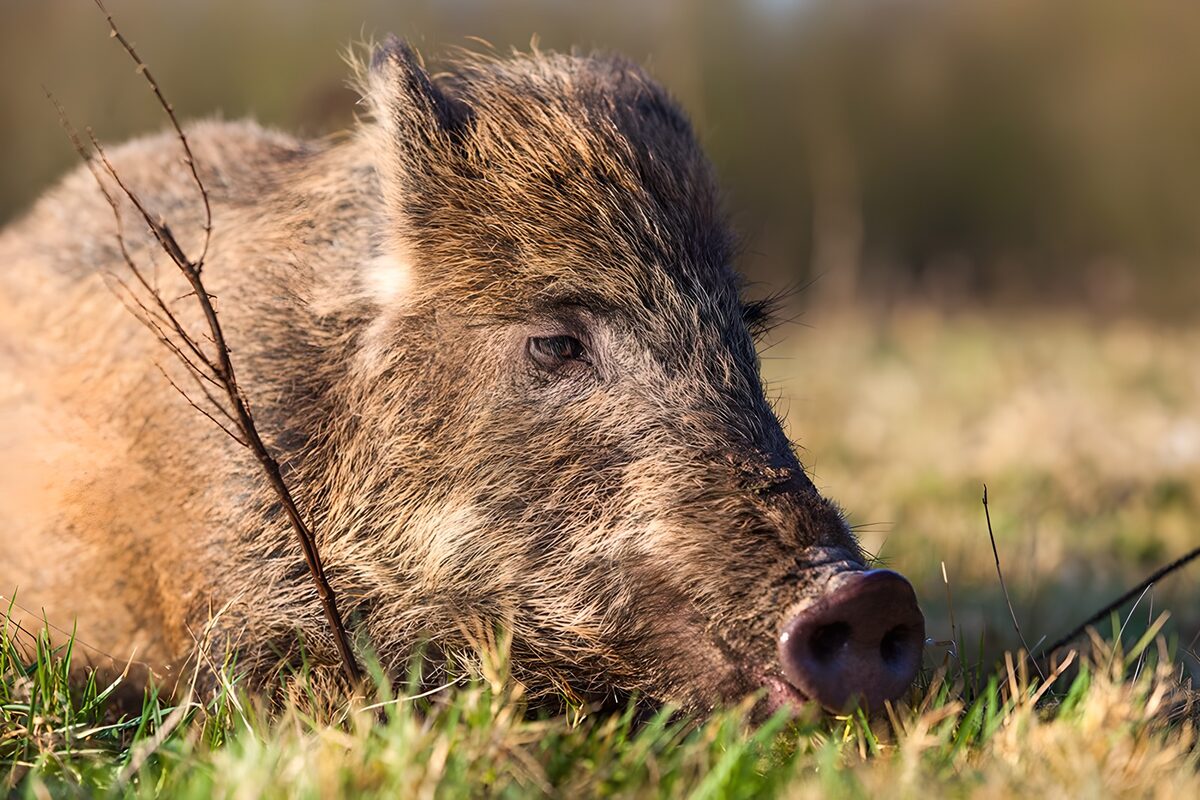 Slaperig wild zwijn in het gras