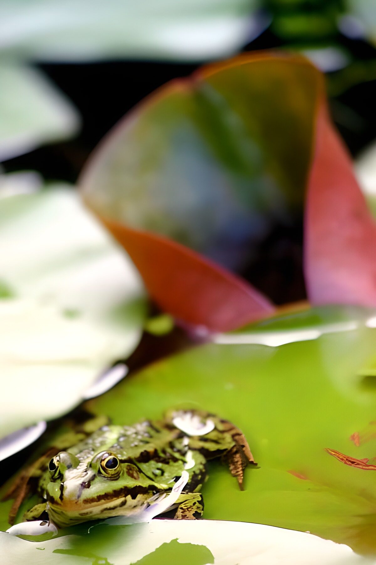 Groene kikker op waterlelie