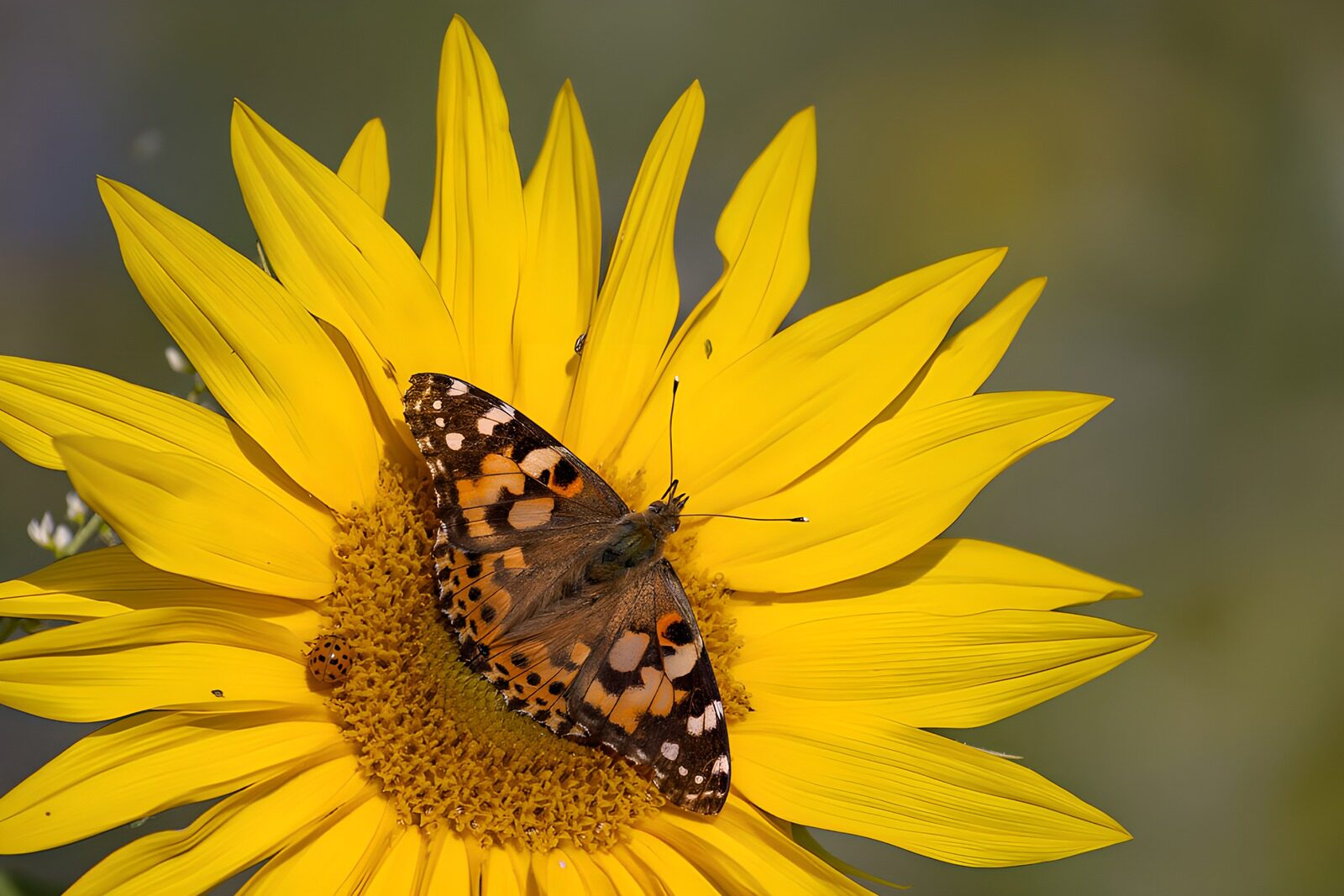 CW8802412: Vlinder op een zonnebloem