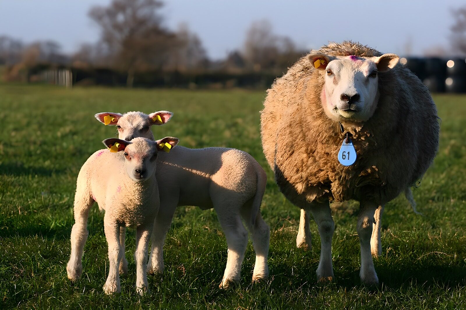 CW3470771: Moeder met lammetjes in het gras