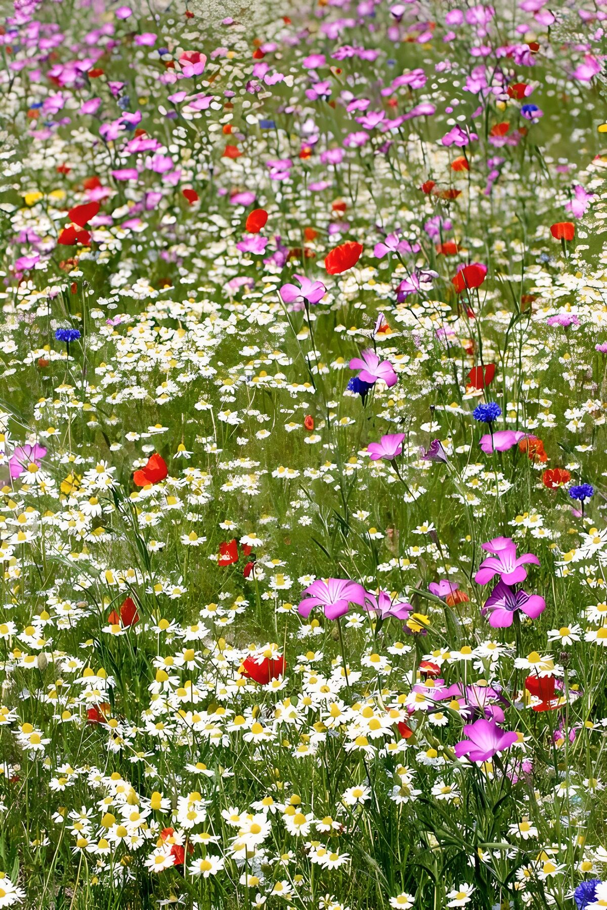 CW8017538: Kleurrijk Bloemenveld in de Lente