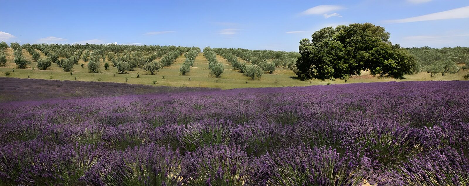 CW3832622: Prachtig lavendelveld tussen olijfbomen