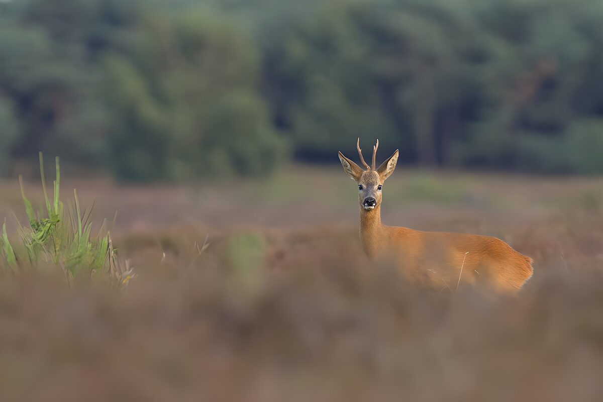 Een jonge ree in het veld