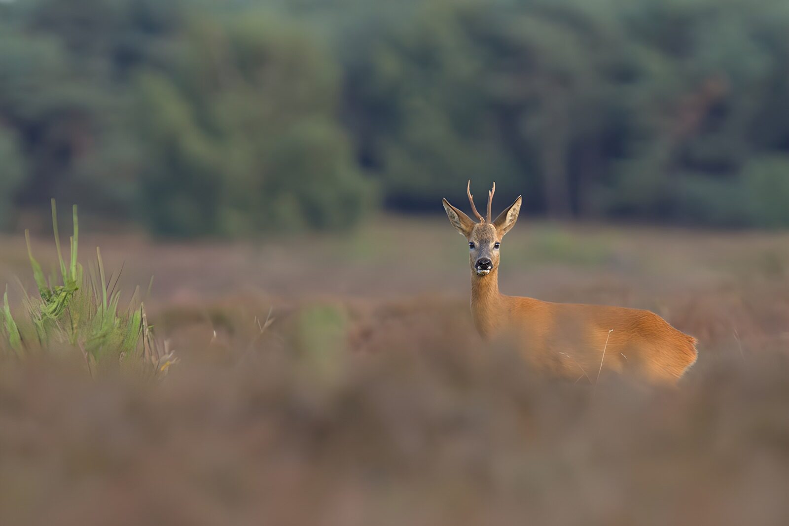 CW7564440: Een jonge ree in het veld
