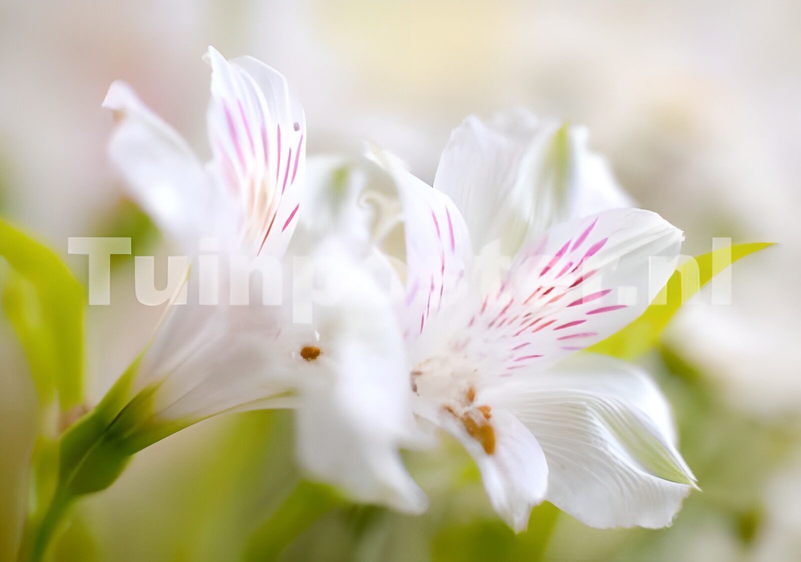 CW3960873: Prachtige witte bloemen met roze strepen