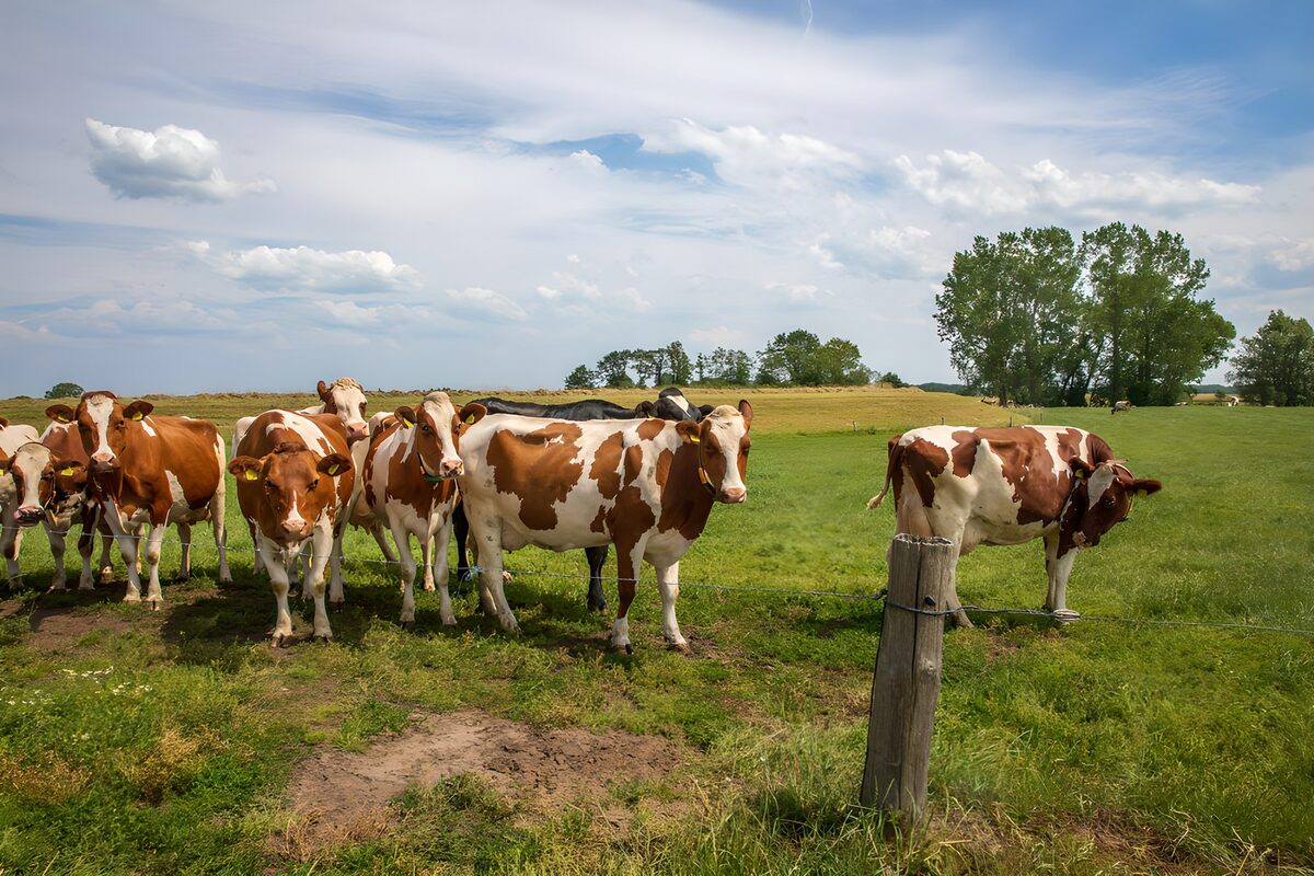 Gelukkige koeien in groene wei