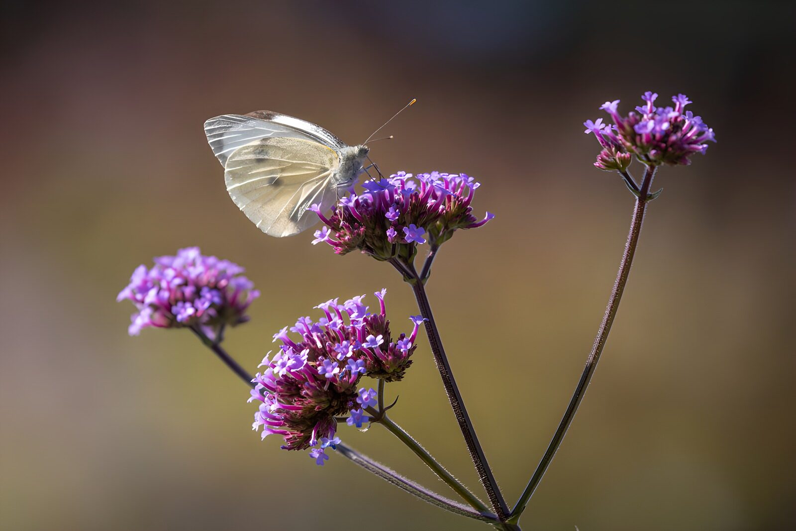 CW1354620: Vlinder op paarse bloemen
