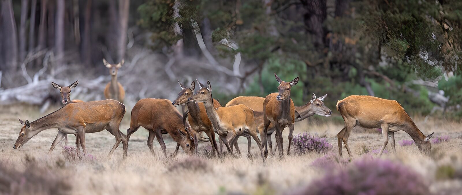 CW9169771: Groep edelherten in het hoge gras