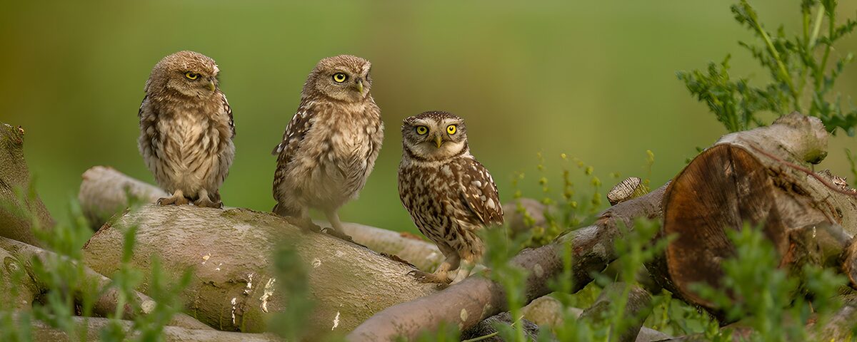 Drie kleine uilen in de natuur
