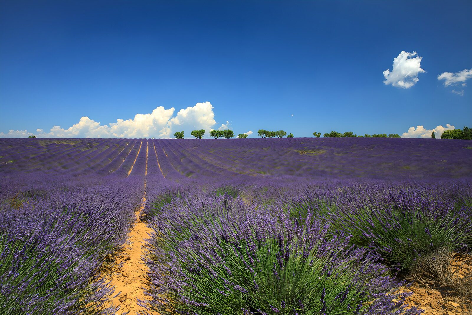 CW6102480: Prachtig lavendeltuin onder blauwe lucht