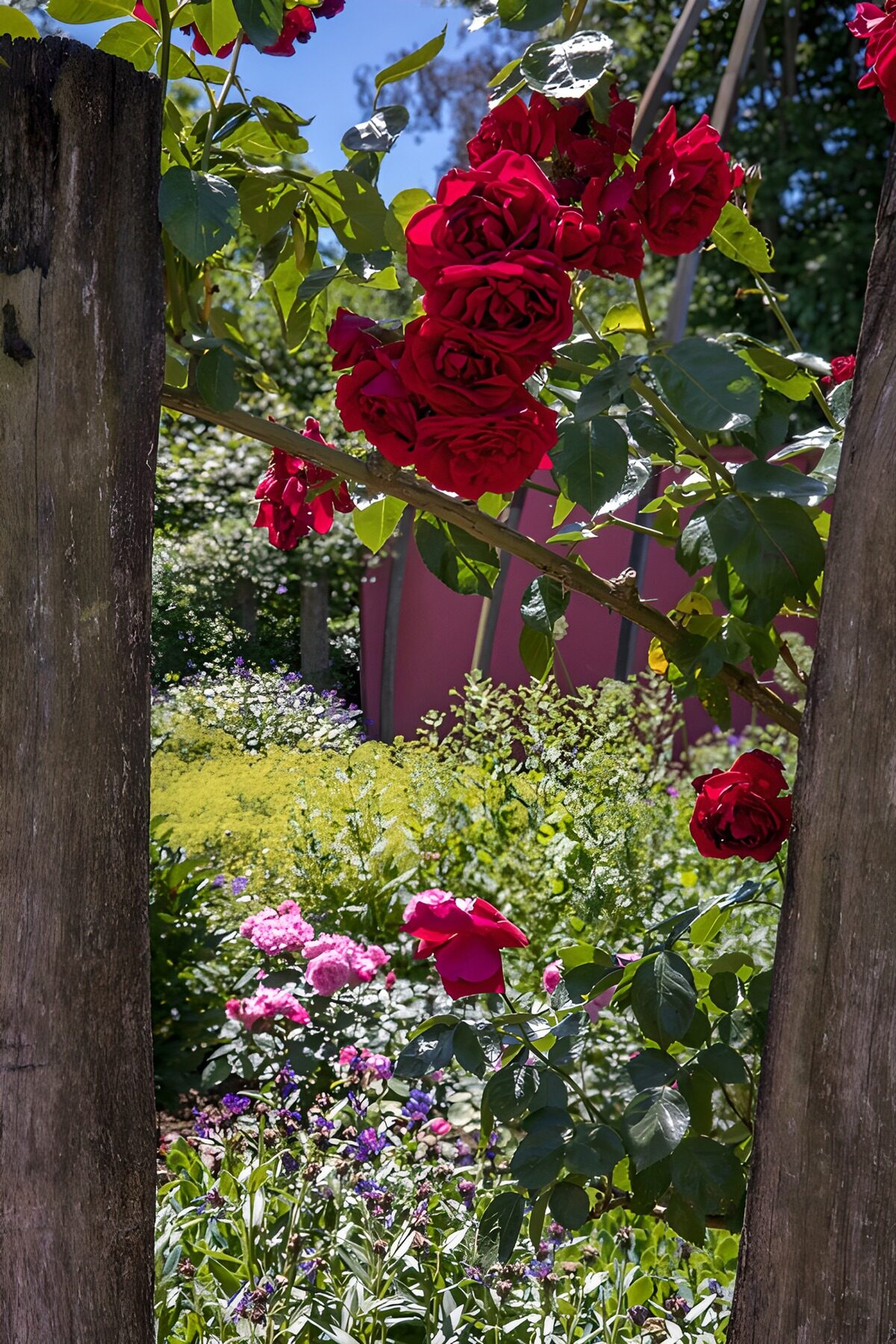 Rozen in een kleurrijke tuin