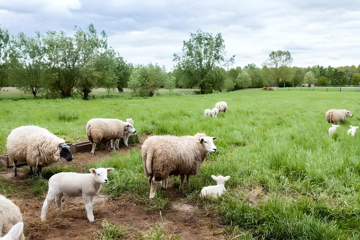 Groene weide met schapen en lammeren