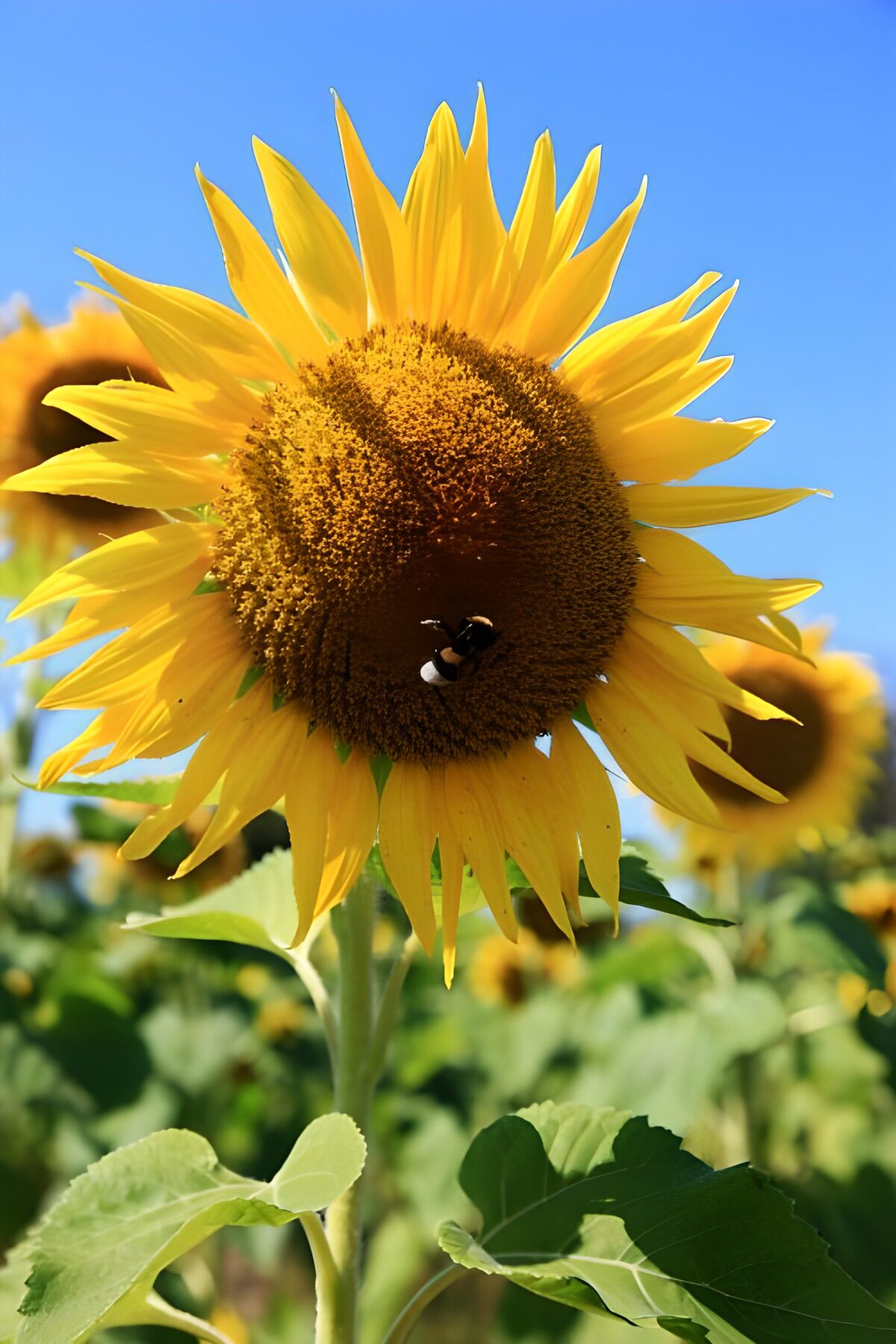 CW5918693: Stralende Zonnebloem met Bij