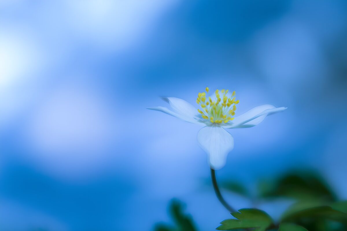 Prachtige witte bloem tegen een blauwe achtergrond