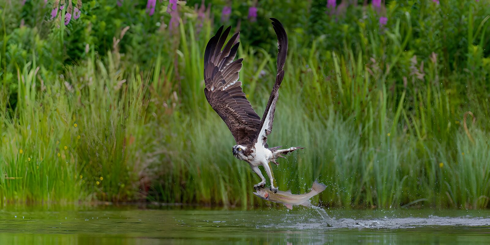 CW1261245: Visvangende havik in actie
