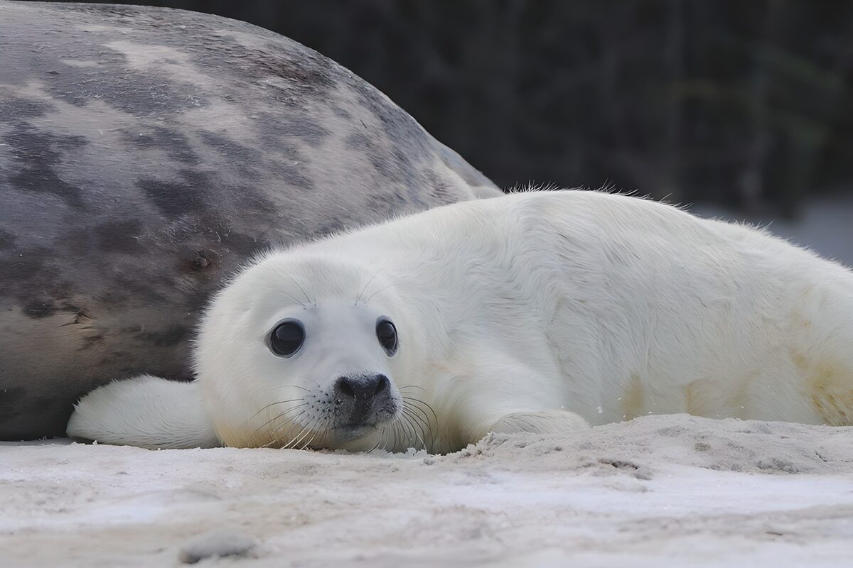 Schattige zeehondjes op het strand
