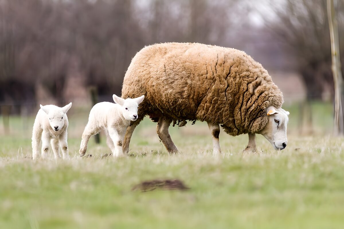 Moeder schaap met lammetjes
