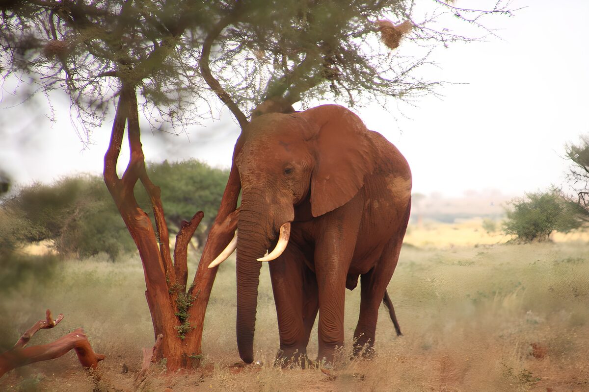Majestueuze olifant onder een boom