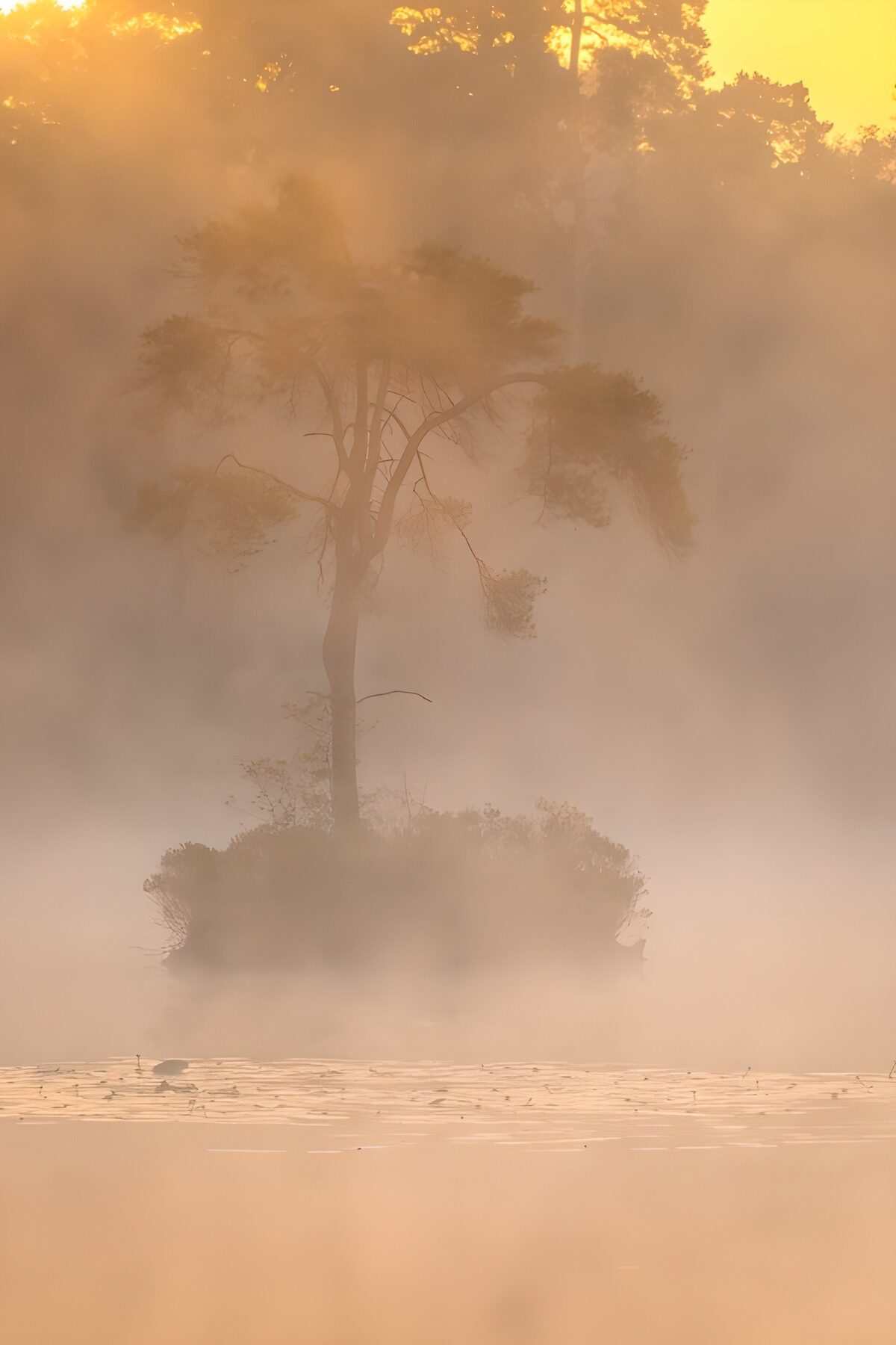 Mysterieus silhouet in de mist