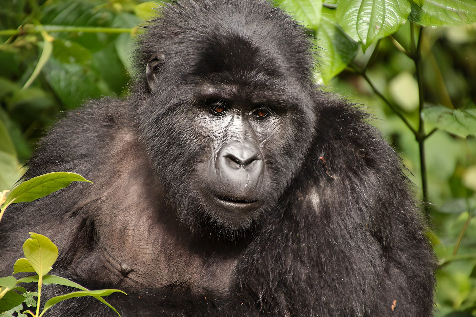 CW2095348: Dichtbij een majestueuze gorilla