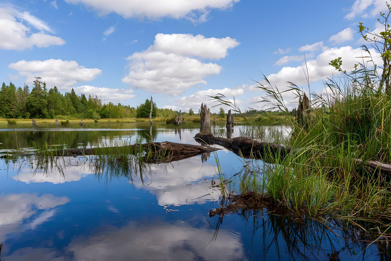 CW4118468: Rustig Natuurgebied met Reflecties